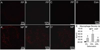 Injured nerves respond favorably to an integrated tension- and conduit-based regenerative strategy
